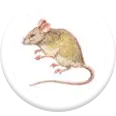 rodent pest control icon