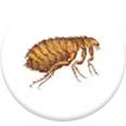 bed bugs treatment icon