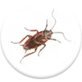 cockroach pest control icon