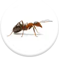 general pest control icon