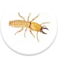 pre construction termite treatment icon