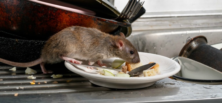 rat in kitchen