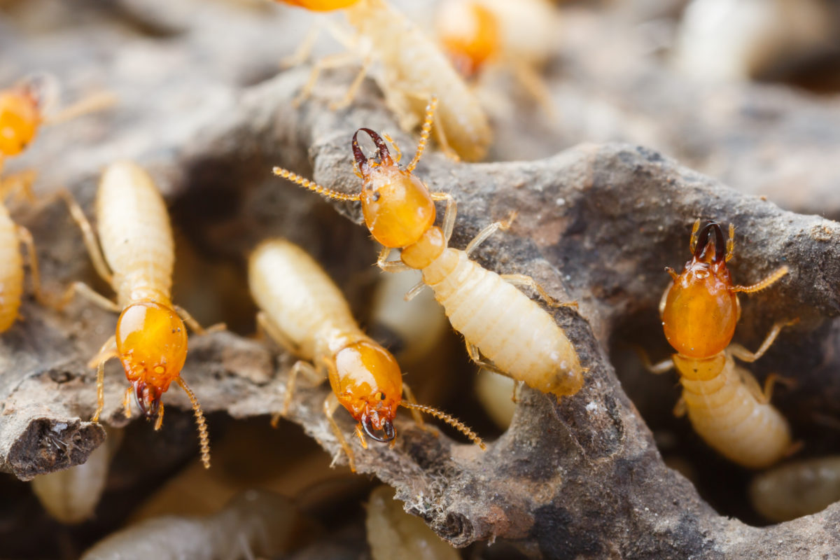 Termite Treatment