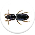 wood borer treatment icon